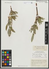 Foto von Salix schugnanica Goerz